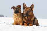 BERGER ALLEMAND 476